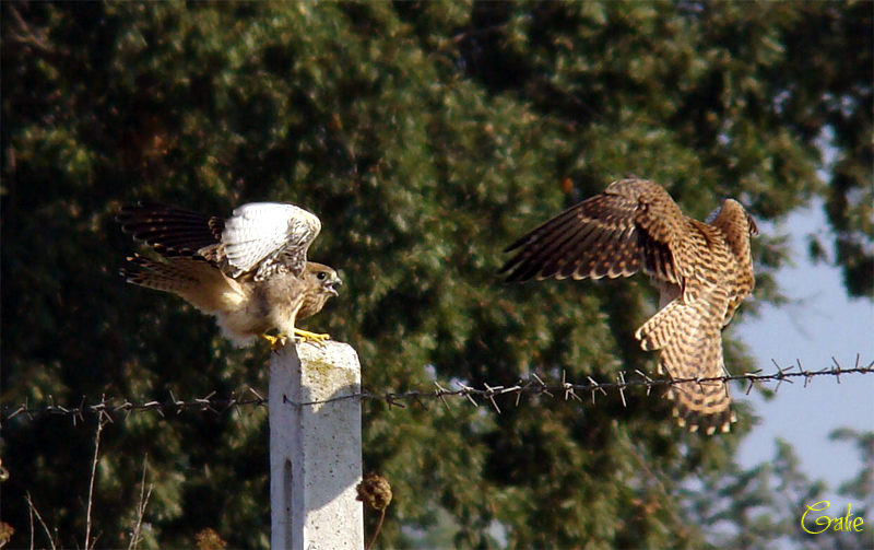 Gheppio, un gioco o la competizione?